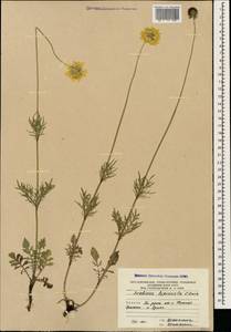 Scabiosa bipinnata C. Koch, Caucasus, South Ossetia (K4b) (South Ossetia)