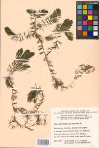 Ceratophyllum demersum L., Eastern Europe, Moscow region (E4a) (Russia)