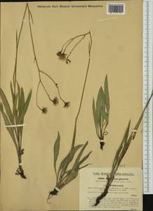 Hieracium glaucum subsp. willdenowii (Monnier) Nägeli & Peter, Western Europe (EUR) (Austria)