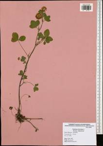 Trifolium hybridum L., Eastern Europe, Central region (E4) (Russia)