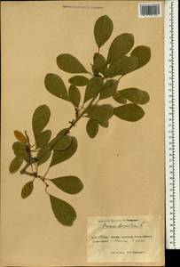 Prunus domestica L., South Asia, South Asia (Asia outside ex-Soviet states and Mongolia) (ASIA) (China)