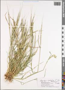 Aegilops cylindrica Host, Eastern Europe, Central forest-and-steppe region (E6) (Russia)