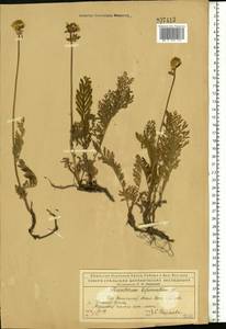 Tanacetum bipinnatum (L.) Sch. Bip., Eastern Europe, Northern region (E1) (Russia)