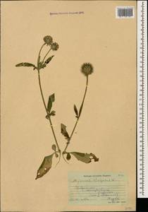 Dipsacus strigosus Willd., Caucasus, Stavropol Krai, Karachay-Cherkessia & Kabardino-Balkaria (K1b) (Russia)