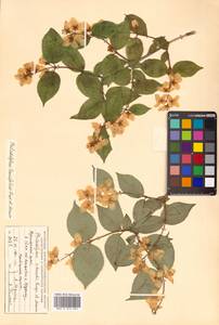 Philadelphus tenuifolius Rupr. & Maxim., Siberia, Russian Far East (S6) (Russia)