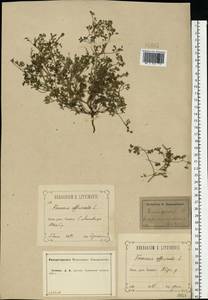 Fumaria officinalis L., Eastern Europe, Central forest-and-steppe region (E6) (Russia)