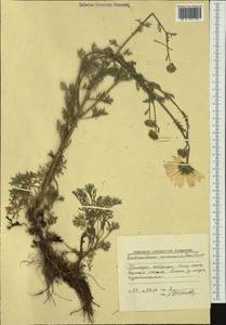 Chrysanthemum maximowiczii Komar, Siberia, Russian Far East (S6) (Russia)