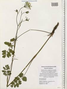 Pimpinella saxifraga L., Eastern Europe, North-Western region (E2) (Russia)