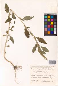 Amaranthus powellii S. Watson, Eastern Europe, North Ukrainian region (E11) (Ukraine)