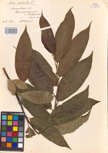 Salix pentandra L., Eastern Europe, Moscow region (E4a) (Russia)