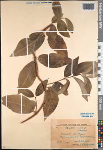 Periploca graeca L., Caucasus, Dagestan (K2) (Russia)