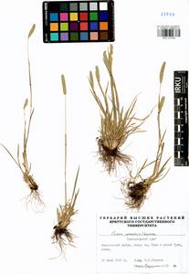 Phleum phleoides (L.) H.Karst., Siberia, Altai & Sayany Mountains (S2) (Russia)