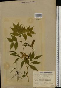 Lathyrus vernus (L.) Bernh., Eastern Europe, South Ukrainian region (E12) (Ukraine)