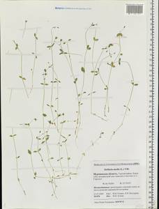 Stellaria media (L.) Vill., Eastern Europe, Northern region (E1) (Russia)