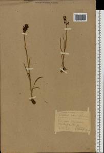 Anacamptis coriophora (L.) R.M.Bateman, Pridgeon & M.W.Chase, Eastern Europe, Western region (E3) (Russia)