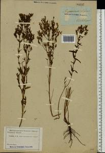 Hypericum elegans Steph. ex Willd., Eastern Europe, South Ukrainian region (E12) (Ukraine)