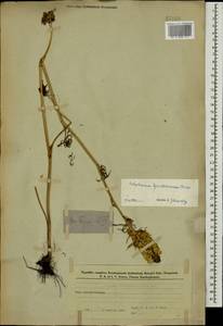 Delphinium szowitsianum Boiss., Caucasus, Azerbaijan (K6) (Azerbaijan)