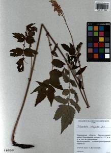 Filipendula ulmaria subsp. picbaueri (Podp.) Smejkal, Siberia, Altai & Sayany Mountains (S2) (Russia)