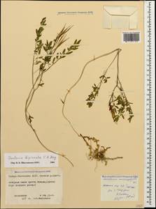 Cardamine bipinnata (C. A. Mey.) O. E. Schulz, Caucasus, North Ossetia, Ingushetia & Chechnya (K1c) (Russia)