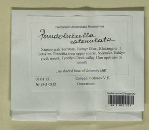 Pseudoleskeella catenulata (Brid. ex Schrad.) Kindb., Bryophytes, Bryophytes - Krasnoyarsk Krai, Tyva & Khakassia (B17) (Russia)