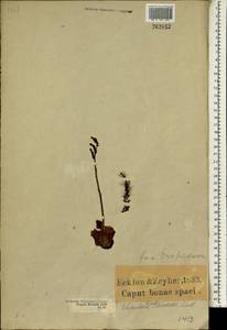 Holothrix burchellii (Lindl.) Rchb.f., Africa (AFR) (South Africa)