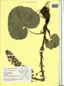 Petasites hybridus (L.) G. Gaertn., B. Mey. & Scherb., Eastern Europe, Central region (E4) (Russia)