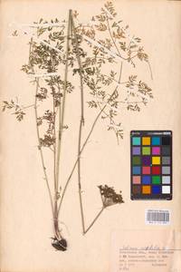 Selinum carvifolia (L.) L., Eastern Europe, Middle Volga region (E8) (Russia)