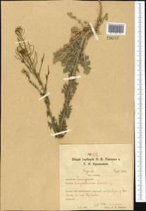 Sisymbrium loeselii L., Middle Asia, Northern & Central Kazakhstan (M10) (Kazakhstan)