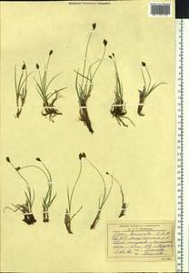 Carex duriuscula C.A.Mey., Siberia, Altai & Sayany Mountains (S2) (Russia)