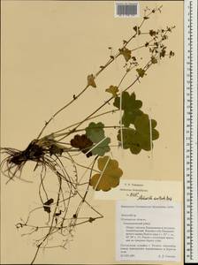 Alchemilla monticola Opiz, Eastern Europe, Northern region (E1) (Russia)