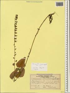 Campanula rapunculoides L., Caucasus, Black Sea Shore (from Novorossiysk to Adler) (K3) (Russia)