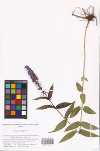 MHA 0 160 349, Veronica longifolia L., Eastern Europe, Northern region (E1) (Russia)