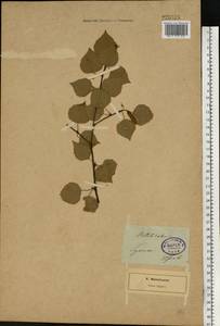 Betula pubescens Ehrh., Eastern Europe, North-Western region (E2) (Russia)