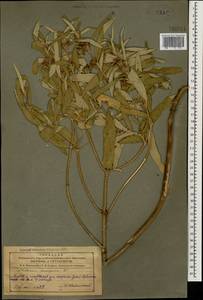 Phlomis herba-venti subsp. pungens (Willd.) Maire ex DeFilipps, Caucasus, Azerbaijan (K6) (Azerbaijan)