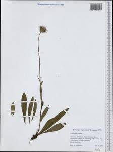 Carduus defloratus, Western Europe (EUR) (Germany)