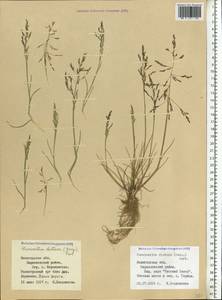 Puccinellia distans (Jacq.) Parl., Eastern Europe, Northern region (E1) (Russia)