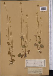 Parnassia palustris L., Middle Asia, Dzungarian Alatau & Tarbagatai (M5) (Kazakhstan)