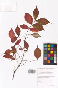 Euonymus verrucosus Scop., Siberia, Russian Far East (S6) (Russia)