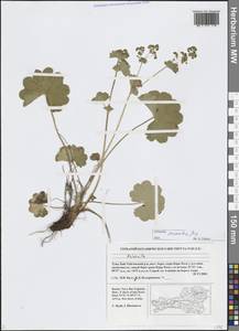 Alchemilla sarmatica Juz., Siberia, Altai & Sayany Mountains (S2) (Russia)
