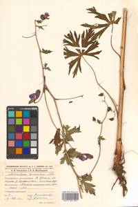 Aconitum sczukinii Turcz., Siberia, Russian Far East (S6) (Russia)