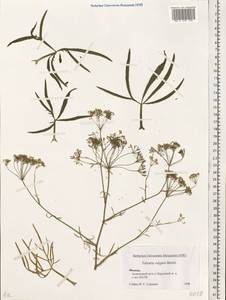 Falcaria vulgaris Bernh., Eastern Europe, Moscow region (E4a) (Russia)
