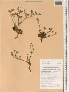 Crepis aspera L., South Asia, South Asia (Asia outside ex-Soviet states and Mongolia) (ASIA) (Cyprus)