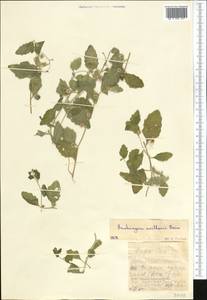 Asperuginoides axillaris (Boiss. & Hohen.) Rauschert, Middle Asia, Western Tian Shan & Karatau (M3) (Kazakhstan)