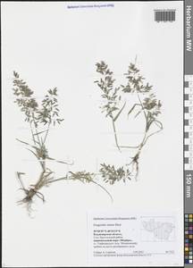 Eragrostis minor Host, Eastern Europe, Central region (E4) (Russia)