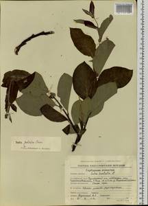 Salix pulchra Cham., Siberia, Chukotka & Kamchatka (S7) (Russia)