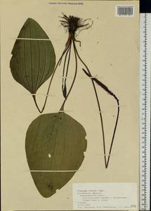 Plantago cornuti Gouan, Eastern Europe, Central forest-and-steppe region (E6) (Russia)