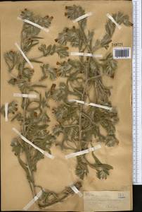 Onosma dichroantha Boiss., Middle Asia, Western Tian Shan & Karatau (M3) (Kazakhstan)