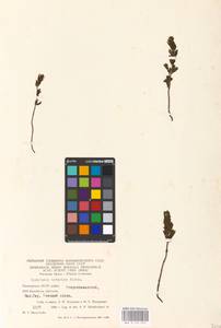 MHA 0 161 672, Euphrasia pectinata Ten., Eastern Europe, Eastern region (E10) (Russia)