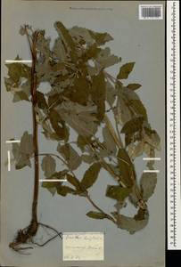 Mentha longifolia (L.) L., Caucasus, Georgia (K4) (Georgia)