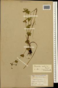 Potentilla erecta (L.) Raeusch., Caucasus, Stavropol Krai, Karachay-Cherkessia & Kabardino-Balkaria (K1b) (Russia)